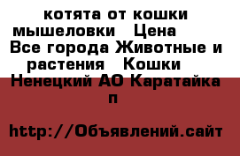 котята от кошки мышеловки › Цена ­ 10 - Все города Животные и растения » Кошки   . Ненецкий АО,Каратайка п.